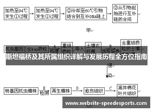 斯坦福桥及其所属组织详解与发展历程全方位指南